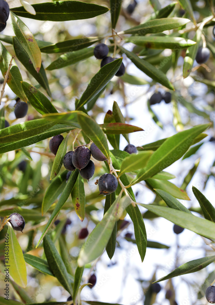 black olives on tree