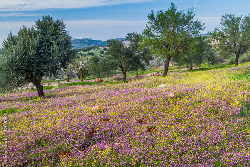 Wallpaper Mural Landscape near Ajloun town, Jordan. Torontodigital.ca