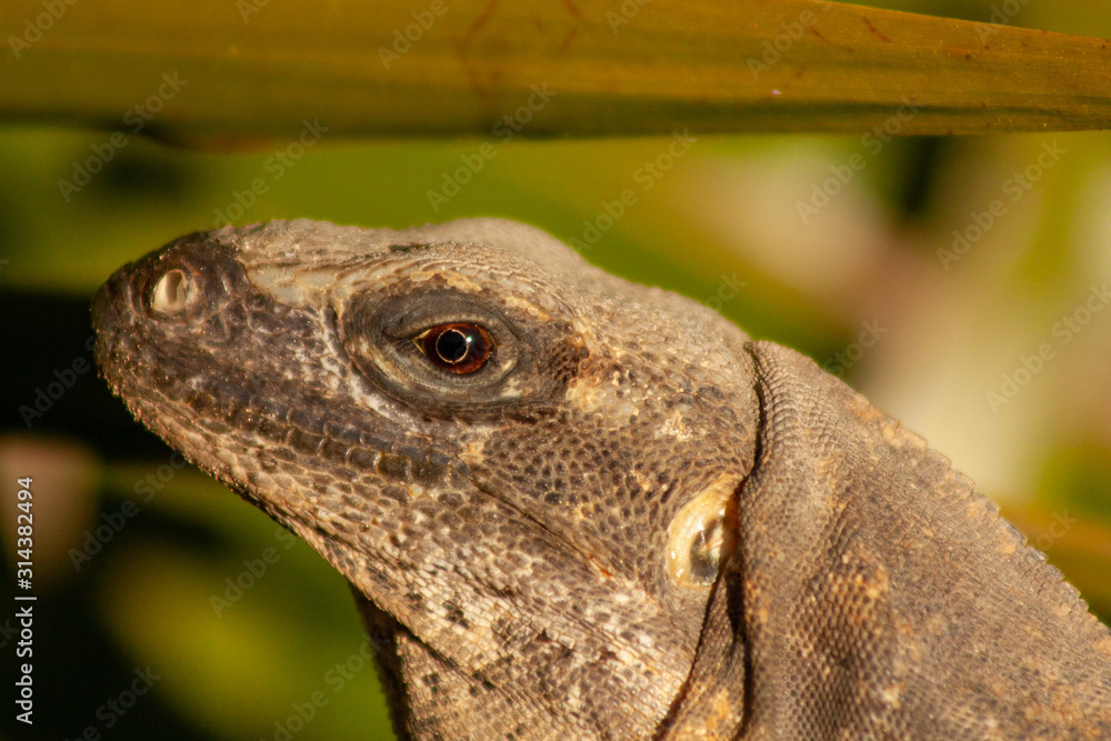 lizard on rock lizard on rock