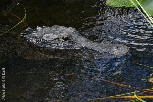 American Alligator in the Everglades, Florida