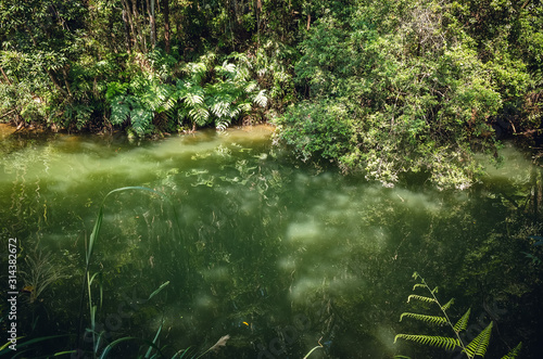 Fototapeta Naklejka Na Ścianę i Meble -  landscape of tropical forest with a pond