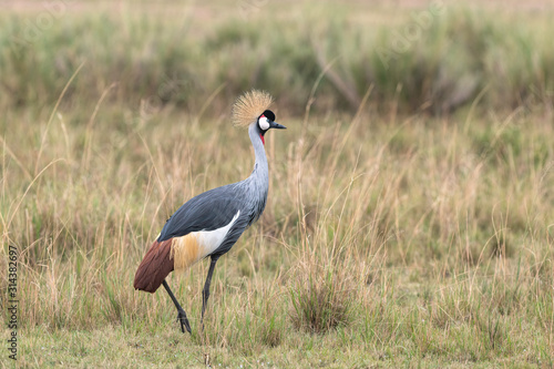 A beautiful Grey Crowned Crane walking through a clearing on the savanna.  Image taken in the Masai Mara, Kenya.