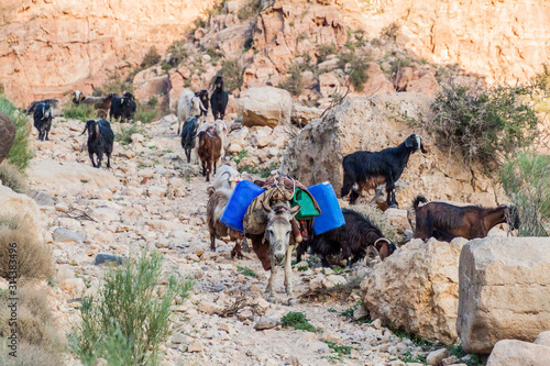 Valokuva Goats and a donkey in Wadi Dana canyon in Dana Biosphere Reserve, Jordan