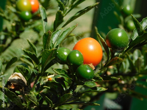 Mirto con semillas verdes y maduras