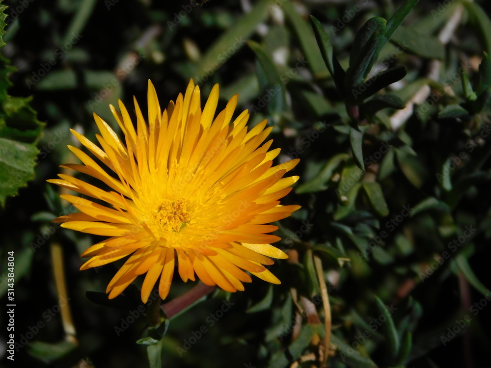 Flor amarilla buscando el Sol Flor amarilla buscando el Sol