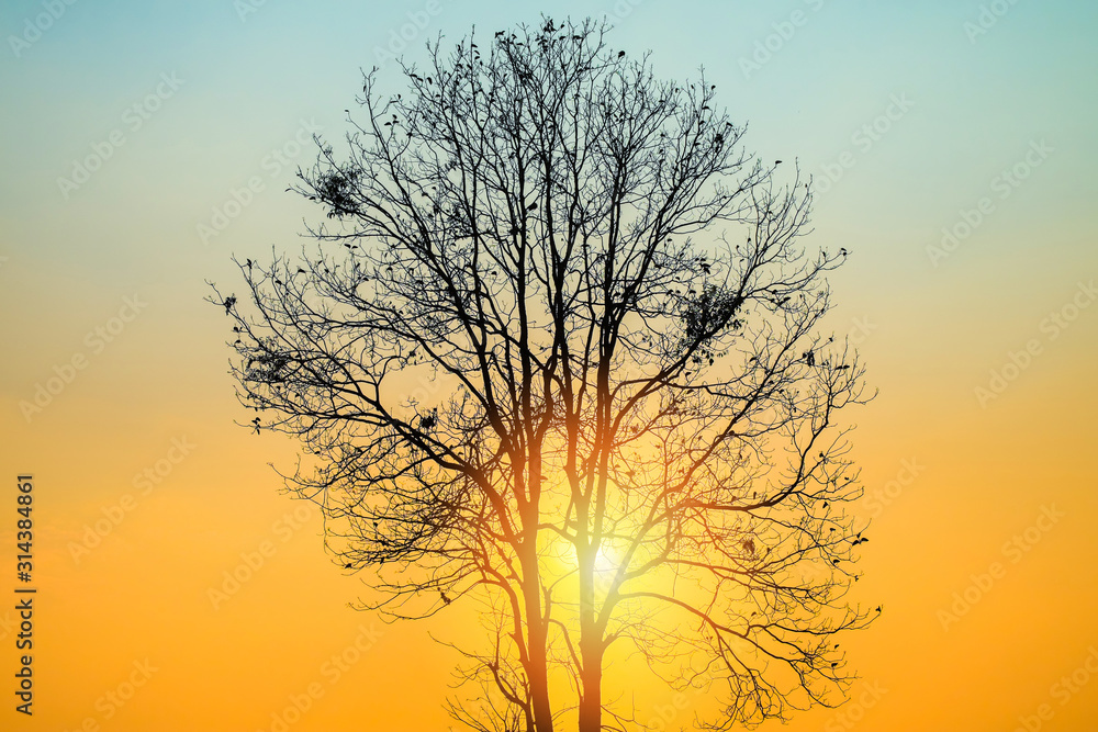beautiful sunrise or sunset with tree branch stand foreground on the sun in the moring - Sunset tree concept beautiful sunrise or sunset with tree branch stand foreground on the sun in the moring - Sunset tree concept