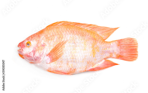 Fresh raw red tilapia fish isolated on white background /
