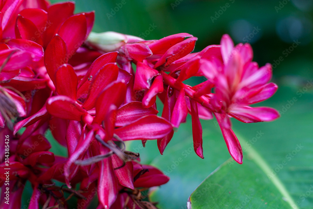 Fototapeta premium red flower in the garden