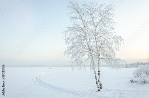 Birch on the shore of a frozen lake in winter under snow on a clear day. © Сергей Лаврищев