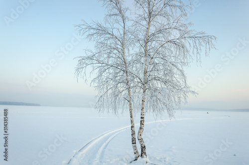 Birch on the shore of a frozen lake in winter under snow on a clear day.