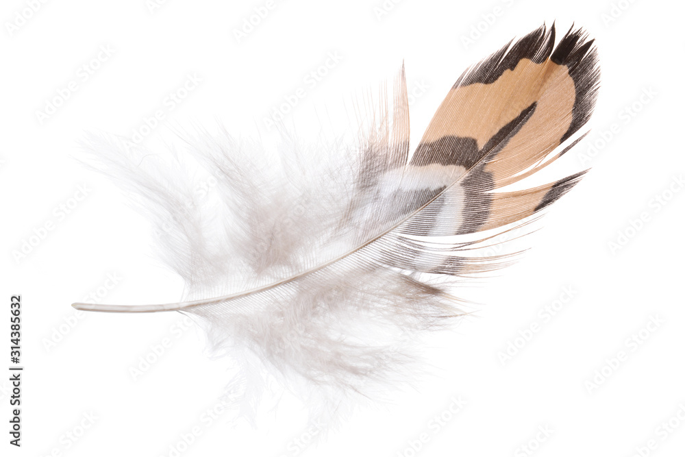 鳥の羽根 キジ Stock Photo Adobe Stock