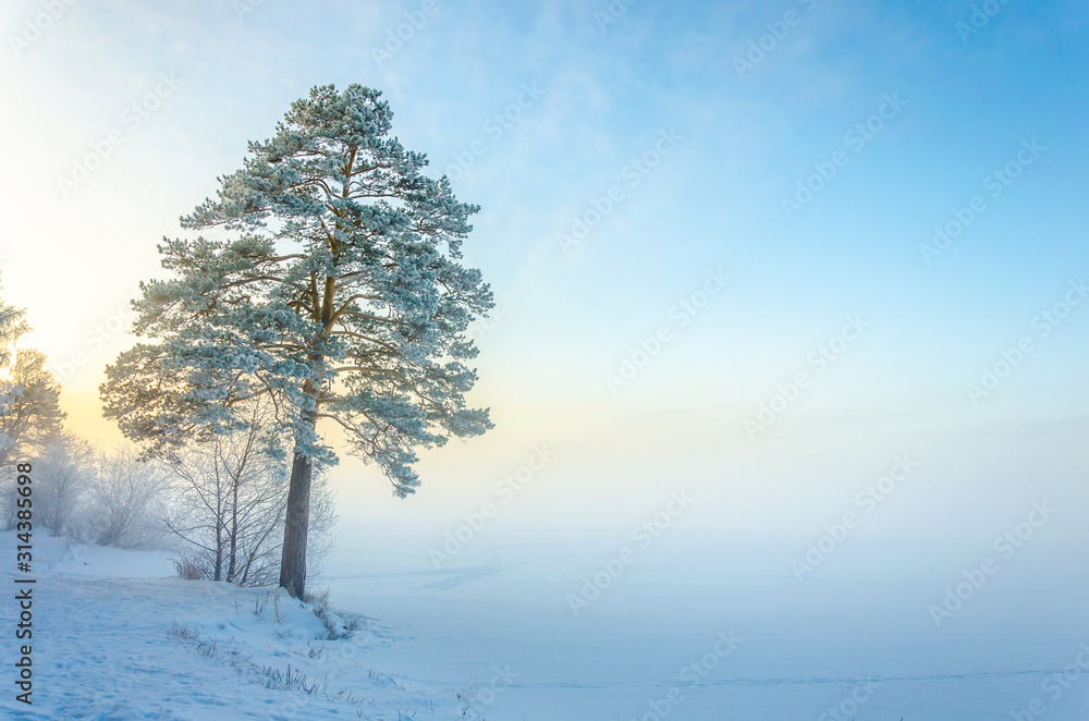 Fototapeta premium A tall pine tree on the shore of a frozen lake on a winter day.Tree in frost and snow crystals.