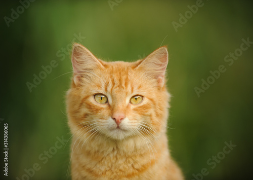 Ginger cat head shot against grass