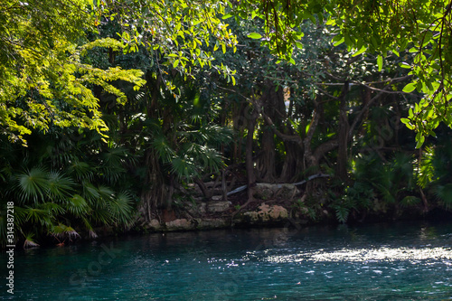 river in jungle