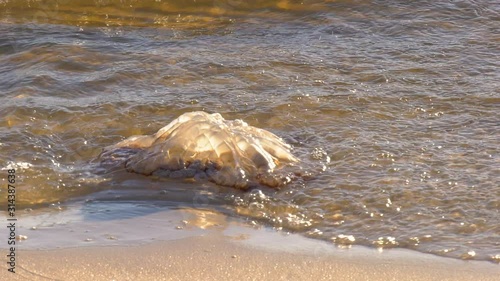 Dead moon jelly fish on a sandy beach with waves hitting it photo