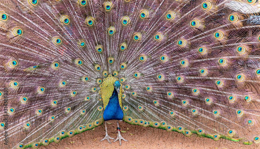 Obraz premium beautiful green peafowl (pavo muticus) on displaying its colors