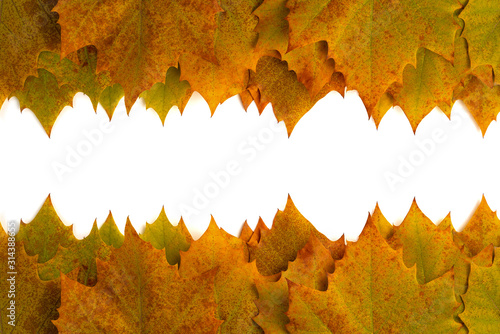 Leaves of Platanus orientalis on a white background