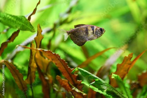 Fish. The grey Tetra fish swims in an aquarium among green live algae. Horizontal macro photography.