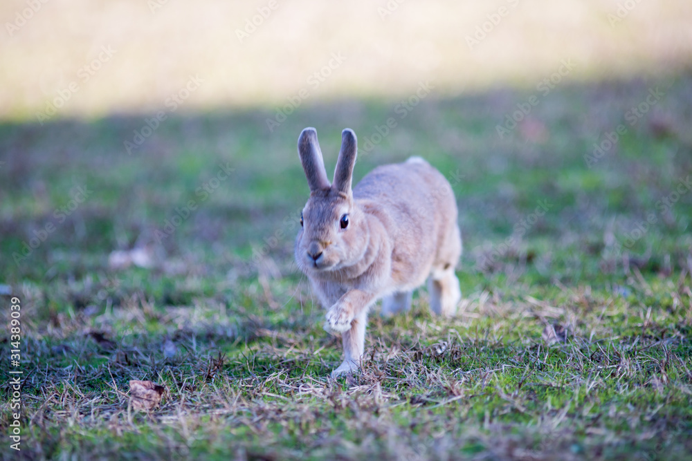 Fototapeta premium 冬の公園で遊んでいるウサギ