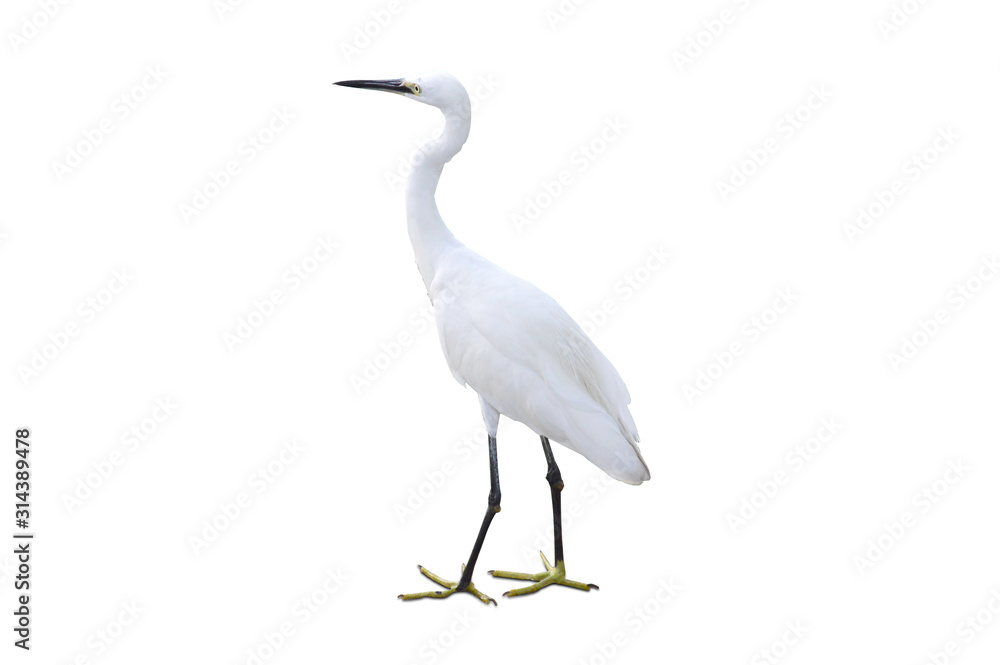 Poultry. Egret isolated on a white background Poultry. Egret isolated on a white background