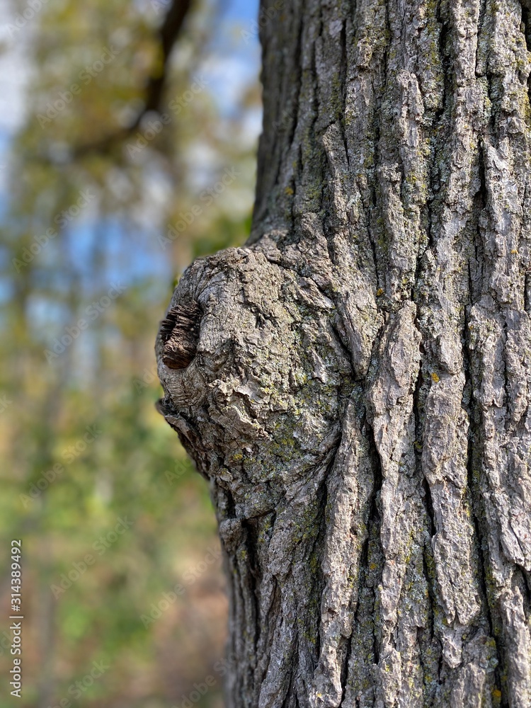 Obraz premium bark of a tree