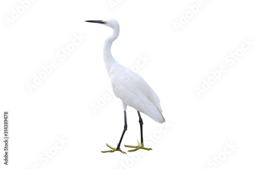 Poultry. Egret isolated on a white background © Photo Sesaon