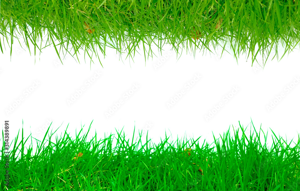 Perfect grass, natural green White background Perfect grass, natural green White background
