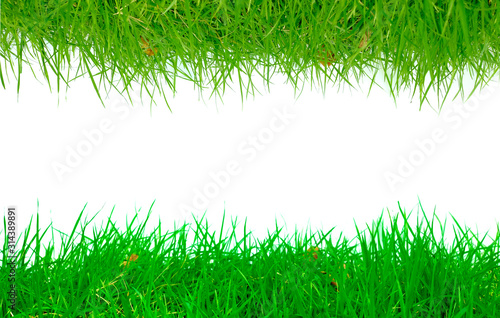 Perfect grass, natural green White background