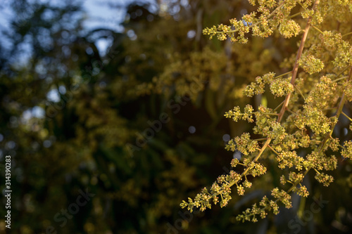 beautiful nature mango flower in the morning.
