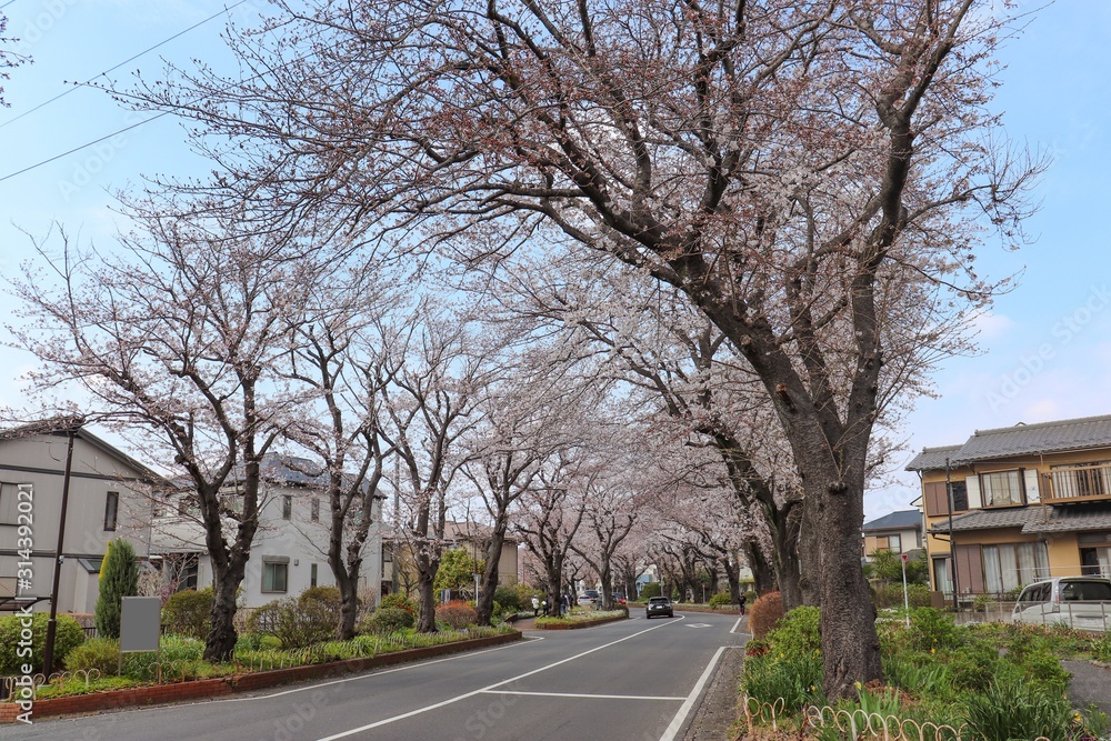 国分寺台の桜並木（神奈川県海老名市）