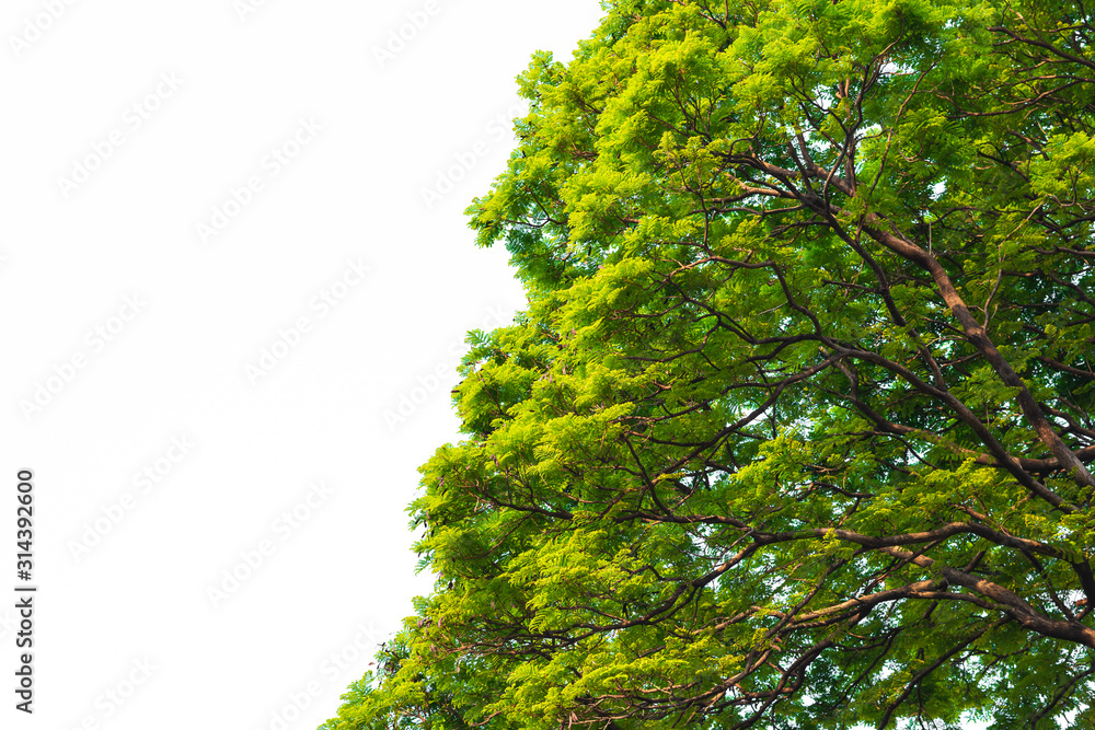 Green leaves on white Green leaves on white
