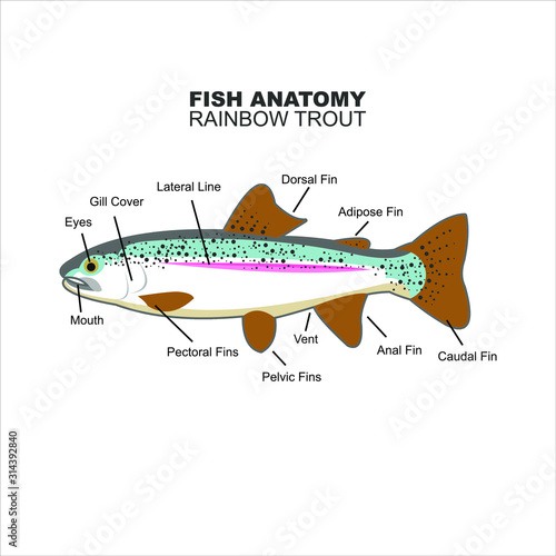 rainbow trout anatomy for education vector. animal print art or sticker, fish diagram inspiration