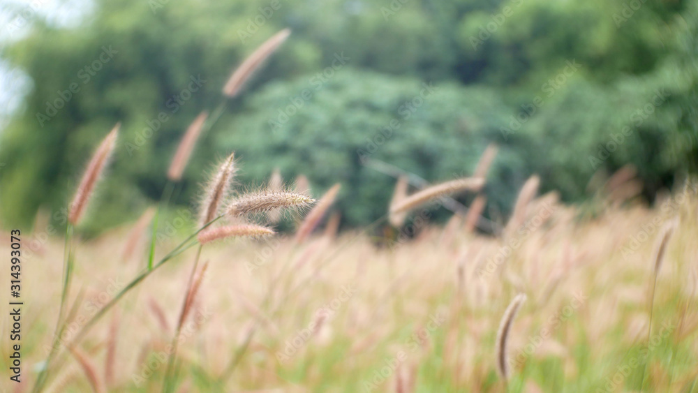 grass flower nature background, cattail flower outdoor summer grass flower nature background, cattail flower outdoor summer