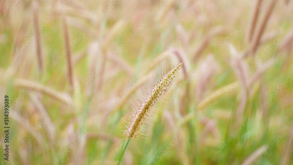 grass flower nature background, cattail flower outdoor summer