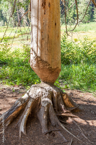 damaged tree carved by beaver