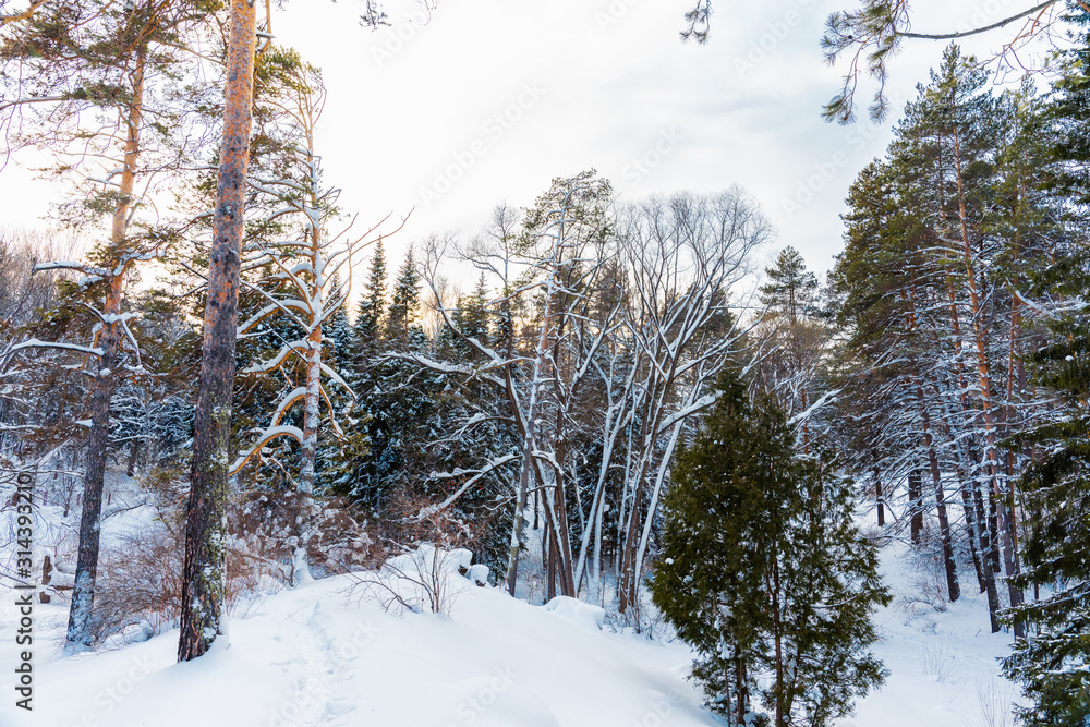 Fototapeta premium Beautiful winter in pine forest. Winter lanscape.