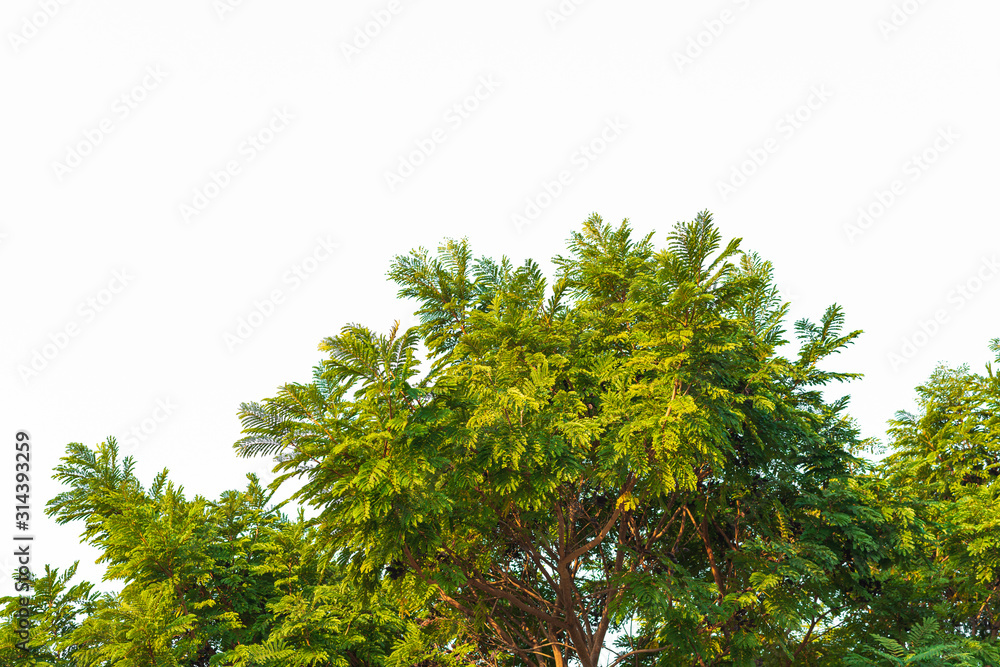 Green leaves on white Green leaves on white