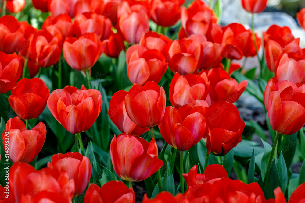 Red blooming tulips 