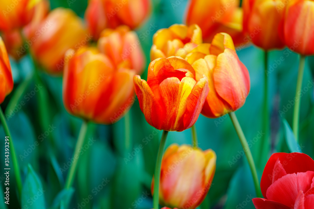 Orange blooming tulips