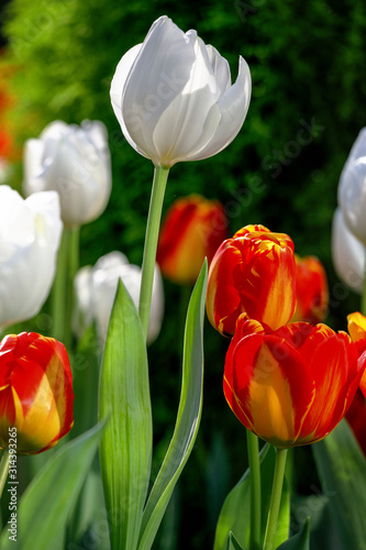 Close up view of colourful blooming tulips