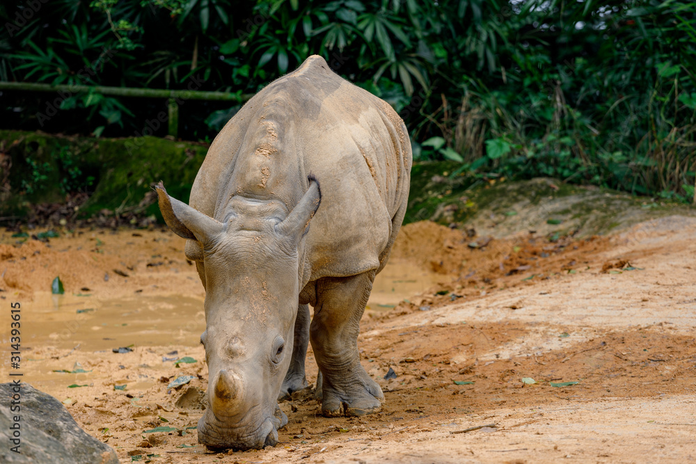 Obraz premium Small baby rhino feeding