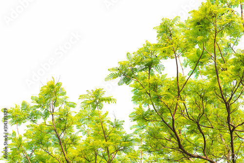 Green leaves on white