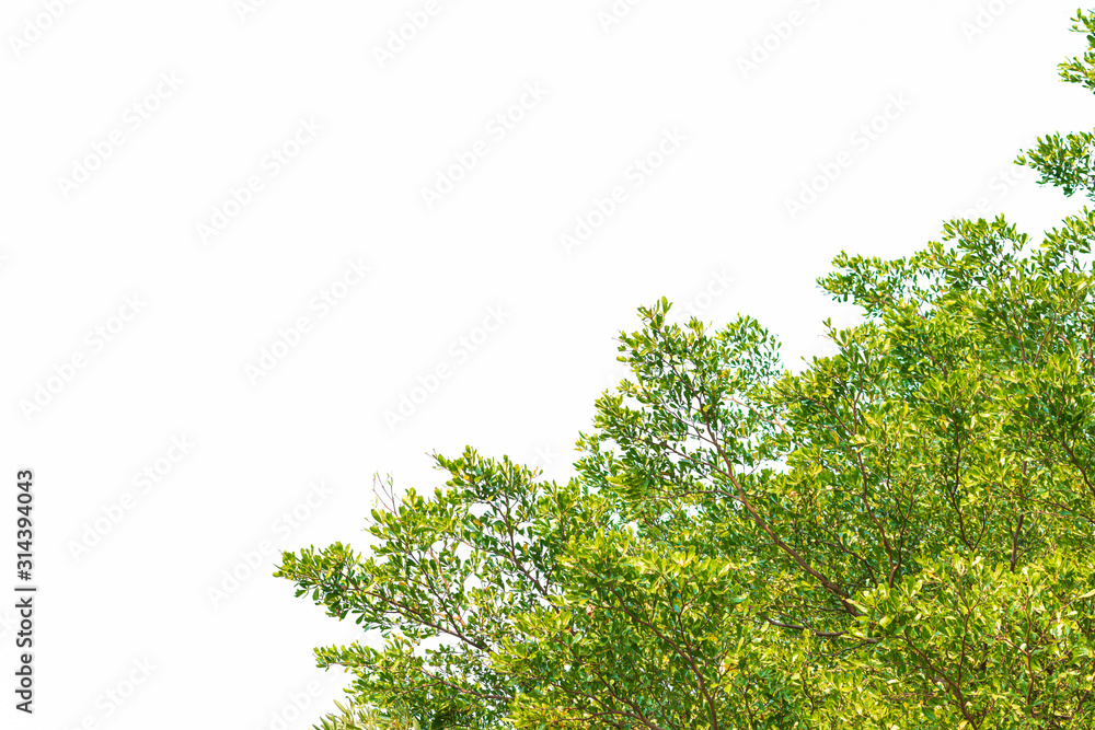 Green leaves on white background Green leaves on white background