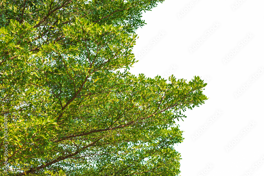 Green leaves on white background Green leaves on white background