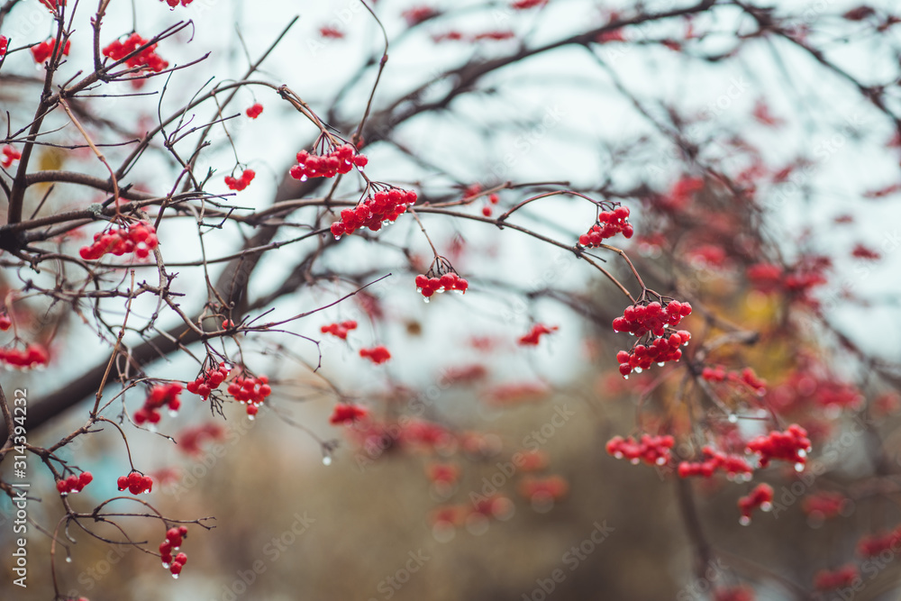 Red ripe viburnum berries in rainy autumn day. Selective focus. Shallow depth of field. Red ripe viburnum berries in rainy autumn day. Selective focus. Shallow depth of field.