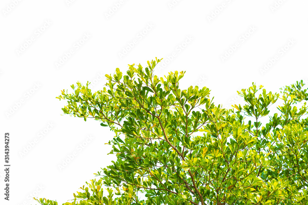 Green leaves on white background