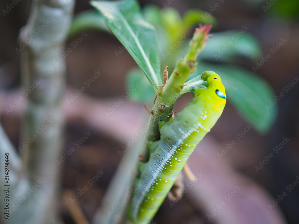Green caterpillar on a tree