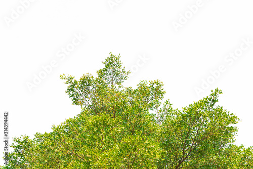 Green leaves on white background © TJmedia