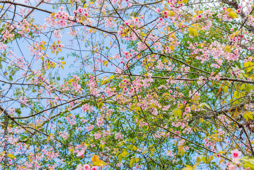 Beautiful cherry blossom. Beautiful cherry blossom.