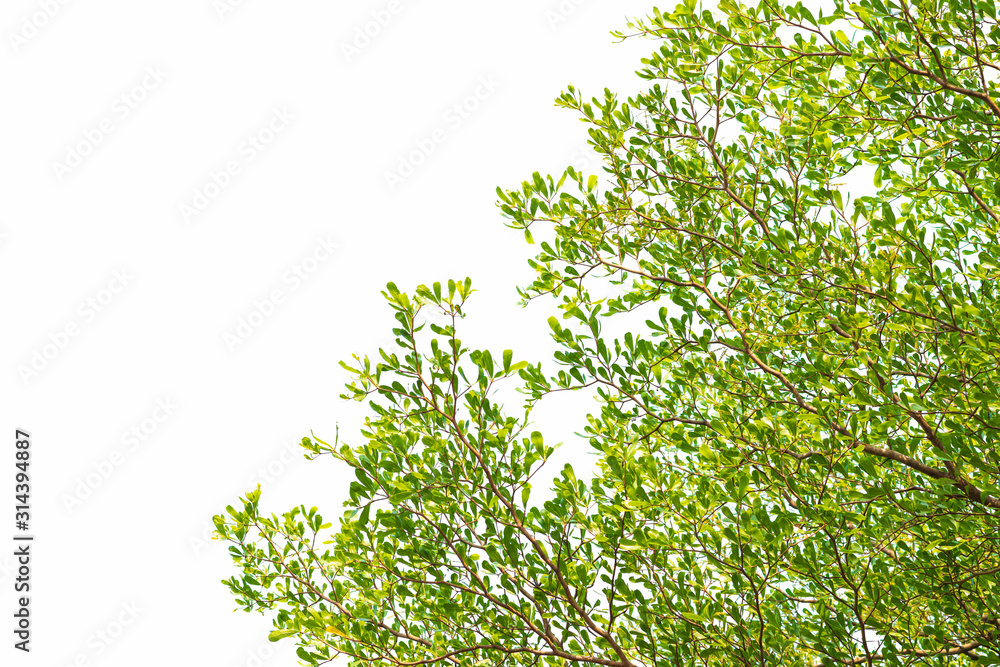 Fototapeta premium Green leaves on white background